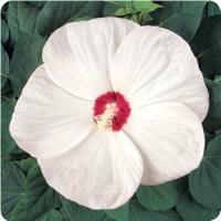 Hibiscus mosheutos 'Luna White' Rose Mallow from Moose Crossing Garden Center
