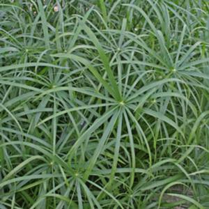 Cyperus involucratus 'Baby Tut' Umbrella Grass from Moose Crossing Garden Center