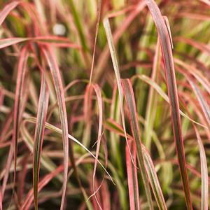 Pennisetum setaceum 'Fireworks' Variegated Red Fountain from Moose Crossing Garden Center