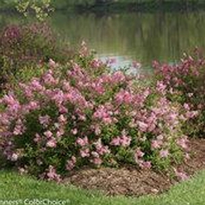 Syringa x. 'Scent and Sensibility' Reblooming Lilac from Moose Crossing Garden Center