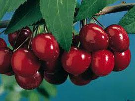 Prunus x. 'Black Tartarian' Sweet Cherry from Moose Crossing Garden Center