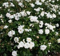 Rosa 'Iceberg' Climbing rose from Moose Crossing Garden Center