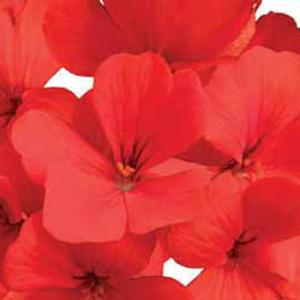 Geranium Interspecific 'Caliente Orange' Geranium from Moose Crossing Garden Center