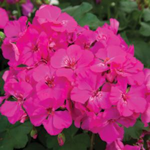 Geranium Interspecific 'Calliope Lavender Rose' Geranium from Moose Crossing Garden Center