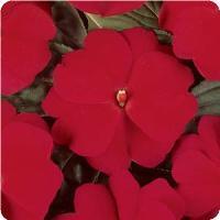 Impatiens hawkeri 'Divine Cherry Red' New Guinea Impatiens from Moose Crossing Garden Center