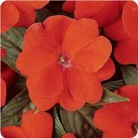 Impatiens hawkeri 'Divine Orange' New Guinea Impatiens from Moose Crossing Garden Center