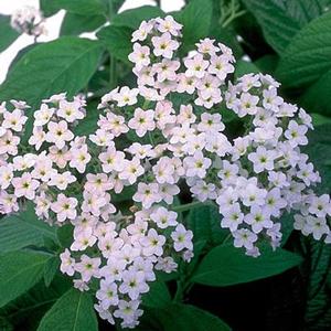 Heliotropium arborescens 'Fragrant White' Heliotrope from Moose Crossing Garden Center
