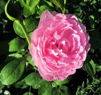 Rosa 'Mary Rose' English Rose-David Austin from Moose Crossing Garden Center