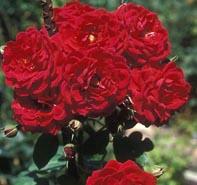 Rosa 'All Ablaze' Climbing Rose from Moose Crossing Garden Center