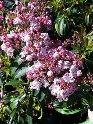 Kalmia latifolia 'Carousel' Carousel Mountain Laurel from Moose Crossing Garden Center