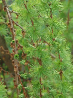 Larix decidua 'Varied Directions' Varied Directions Weeping Larch from Moose Crossing Garden Center