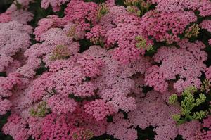 Achillea hybrid 'Laura' Yarrow from Moose Crossing Garden Center