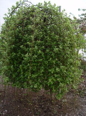 Salix caprea 'Pendula' Weeping Pussy Willow from Moose Crossing Garden Center