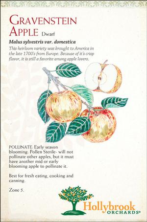 Malus domestica 'Gravenstein' Semi-Dwarf Apple from Moose Crossing Garden Center