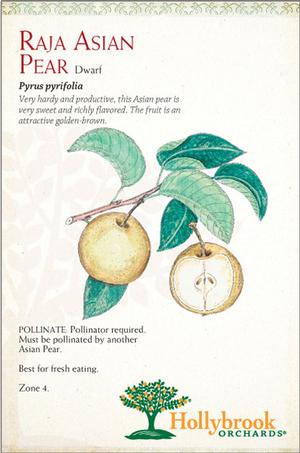 Pyrus pyrifolia 'Raja' Raja Asian Pear from Moose Crossing Garden Center