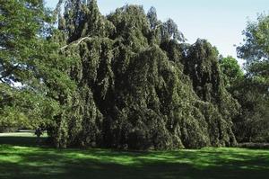 Morus alba 'Chaparral' Weeping Mulberry from Moose Crossing Garden Center