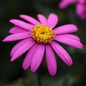 Brachyscome hybrid 'Radiant Magenta' Swan river daisy from Moose Crossing Garden Center