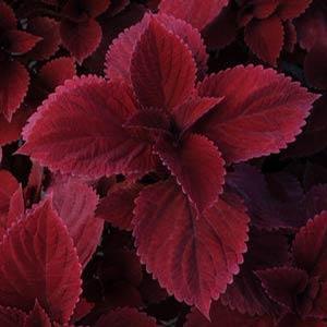Solenostemon hybrid 'Redhead' Coleus from Moose Crossing Garden Center