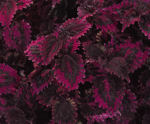 Solenostemen hybrid 'Florida Sun Rose' Coleus from Moose Crossing Garden Center