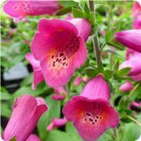 Digitalis hybrid 'Foxlight Plum Gold' Foxglove from Moose Crossing Garden Center