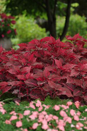 Iresine hybrid 'Blazin Rose' Blood leaf from Moose Crossing Garden Center