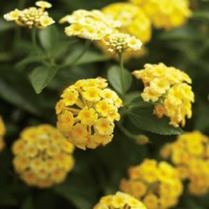 Lantana camara 'Luscious Lemonade' Lantana from Moose Crossing Garden Center