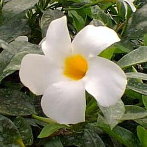 Mandevilla boliviensis 'Giant White' Mandevilla from Moose Crossing Garden Center