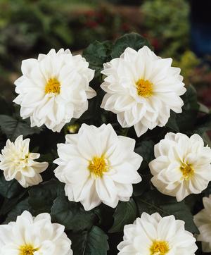 Dahlia hybrid 'Blanca' Dahlia from Moose Crossing Garden Center