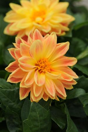 Dahlia hybrid 'Coby' Dahlia from Moose Crossing Garden Center