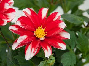 Dahlia hybrid 'Red White' Dahlia from Moose Crossing Garden Center