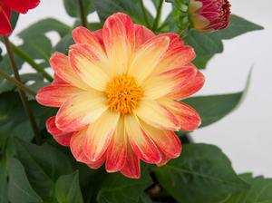 Dahlia hybrid 'Red Yellow Eye' Dahlia from Moose Crossing Garden Center