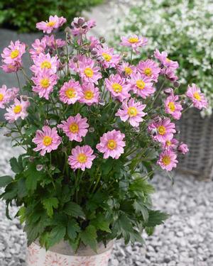 Anemone x 'Fantasy Pocahontas' Japanese Anemone from Moose Crossing Garden Center