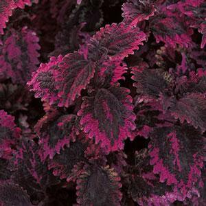 Solenostemon hybrid 'Florida Sun Rose' Coleus from Moose Crossing Garden Center