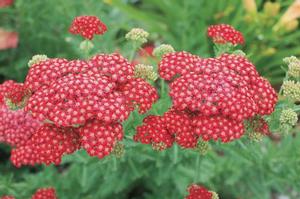 Achillea millefolium 'Red Velvet' Yarrow from Moose Crossing Garden Center