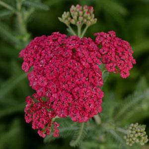 Achillea hybrid 'Angie' Yarrow from Moose Crossing Garden Center