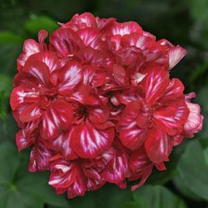 Geranium Ivy 'Precision Burgundy Ice Improve' Geranium Ivy from Moose Crossing Garden Center