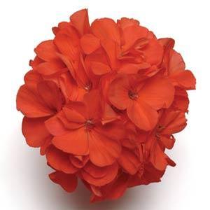 Geranium Zonal 'Fantasia Coral' Zonal Geranium from Moose Crossing Garden Center