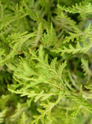 Chamaecyparis pisifera 'Vintage Gold' False Cypress from Moose Crossing Garden Center