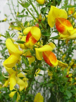 Cytisus 'Madame Butterfly' Scotch broom from Moose Crossing Garden Center