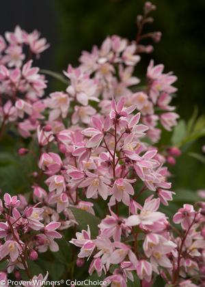 Deutzia 'Yuki Cherry Blossom' Deutzia from Moose Crossing Garden Center