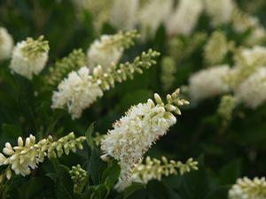Clethra Alnifolia 'Sixteen Candles' from Moose Crossing Garden Center