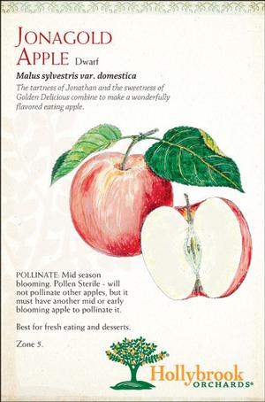 Malus domestica 'Jonagold' Semi-Dwarf Apple from Moose Crossing Garden Center