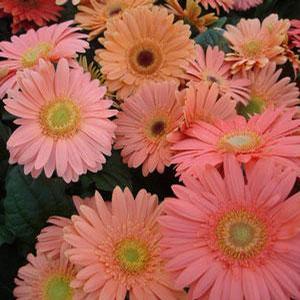 Gerbera jamesonii 'Mega Revolution Champagne' Gerbera Daisy from Moose Crossing Garden Center