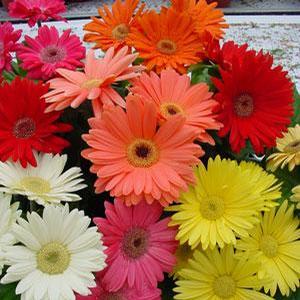 Gerbera jamesonii 'Mega Revolution Classic Mix' Gerbera Daisy from Moose Crossing Garden Center
