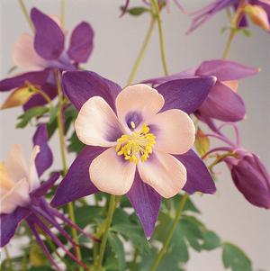 Aquilegia hybrid 'Songbird Nightingale' Columbine from Moose Crossing Garden Center
