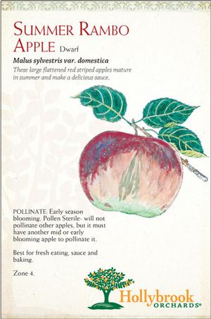 Malus domestica 'Summer Rambo' Semi-Dwarf Apple from Moose Crossing Garden Center