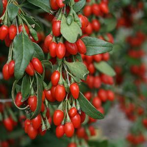 Lycium barbarum 'Sweet Lifeberry' Goji Berry from Moose Crossing Garden Center