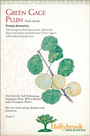 Prunus domestica 'Green Gage' European Plum from Moose Crossing Garden Center