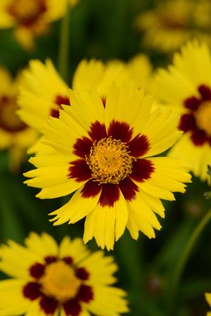 Coreopsis grandiflora 'SunKiss' Tickseed from Moose Crossing Garden Center