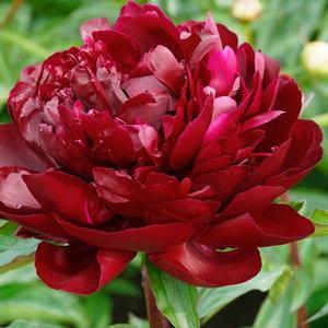 Paeonia lactiflora 'Armani' Garden Peony from Moose Crossing Garden Center